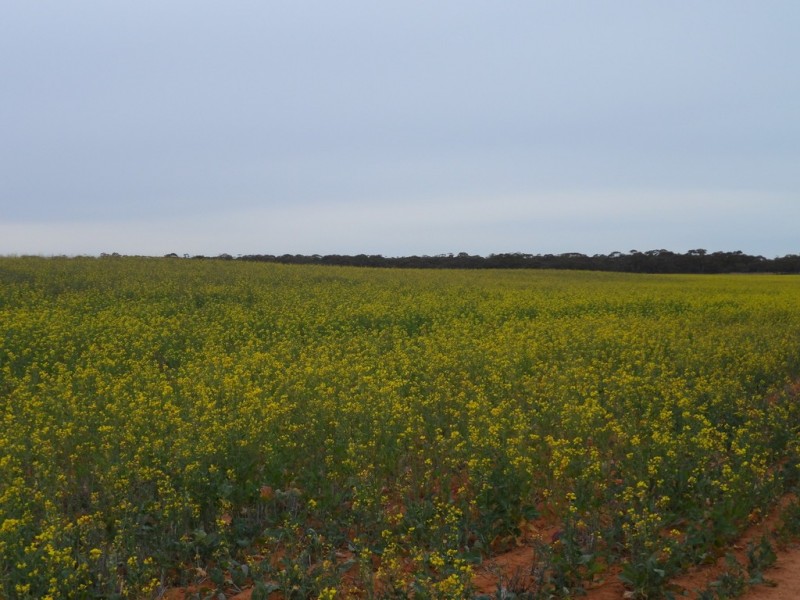 2349 West Boundary Road, Wappilka SA 5332