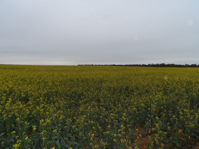 2349 West Boundary Road, Wappilka SA 5332