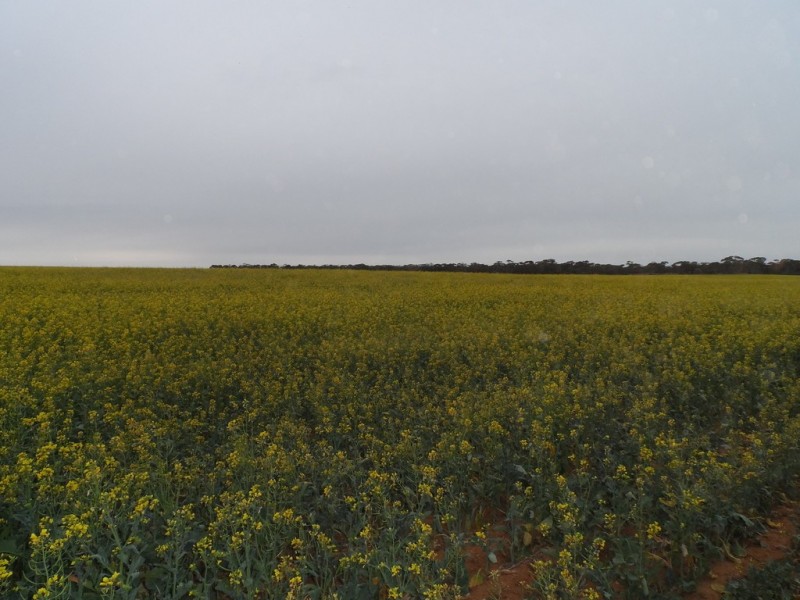 2349 West Boundary Road, Wappilka SA 5332