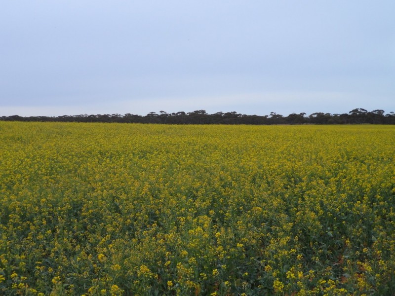 2349 West Boundary Road, Wappilka SA 5332