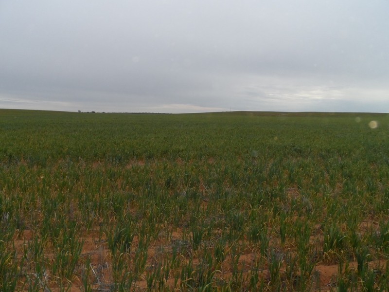 2349 West Boundary Road, Wappilka SA 5332