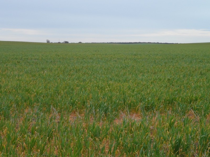 2349 West Boundary Road, Wappilka SA 5332