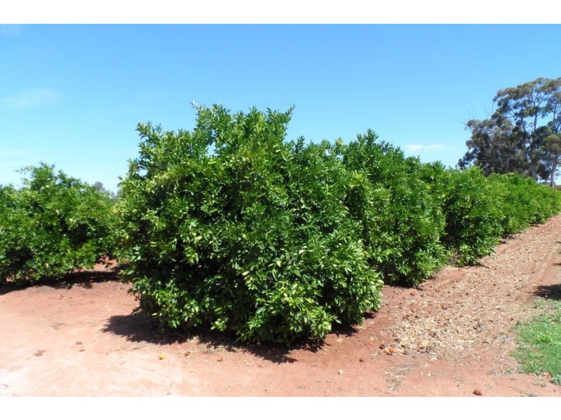 245 Arumpo Street, Renmark SA 5341