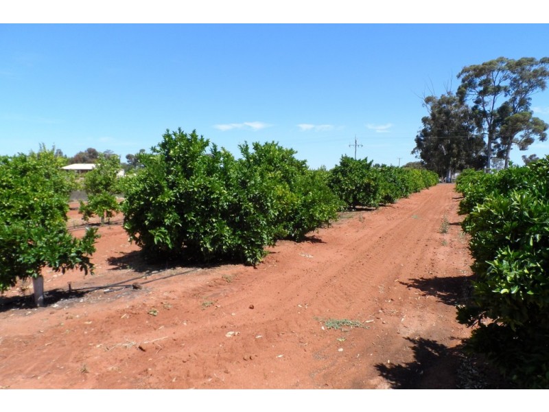 245 Arumpo Street, Renmark SA 5341