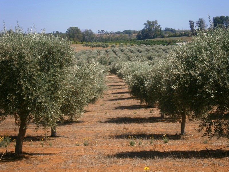 Lot 21 Carter Road, Waikerie SA 5330