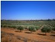 Lot 21 Carter Road, Waikerie SA 5330