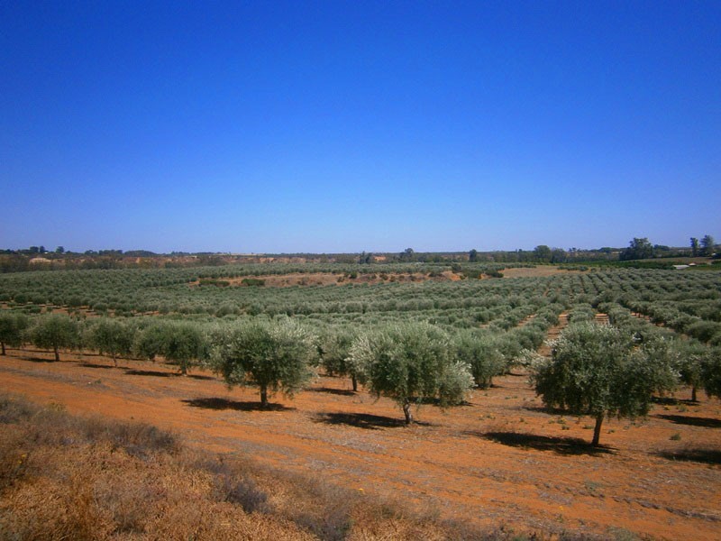 Lot 21 Carter Road, Waikerie SA 5330