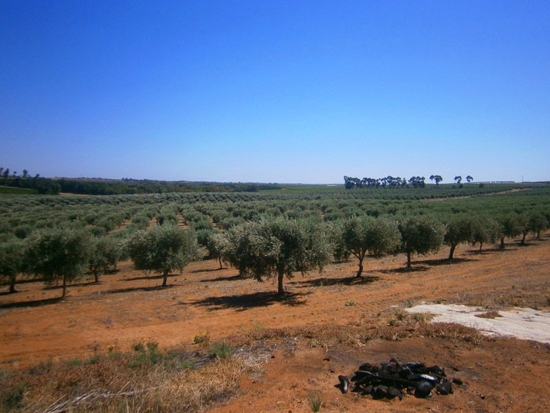 Lot 21 Carter Road, Waikerie SA 5330