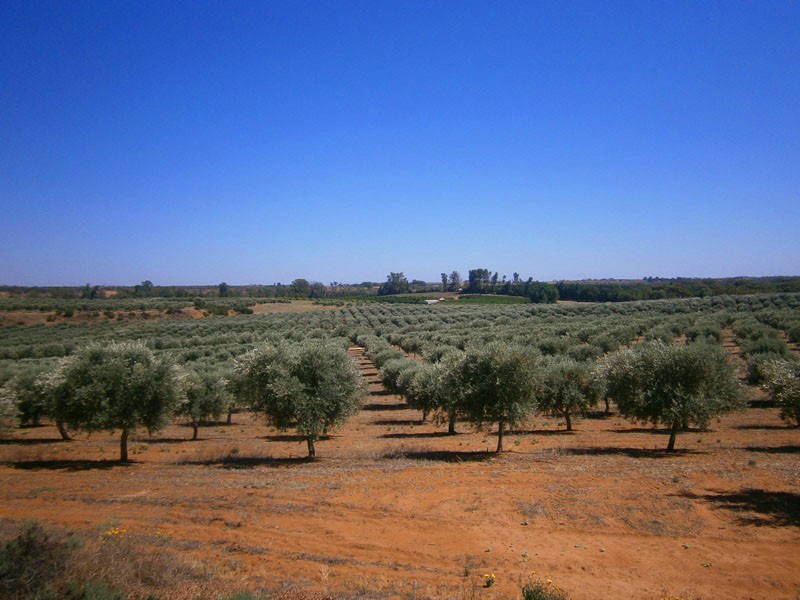 Lot 21 Carter Road, Waikerie SA 5330