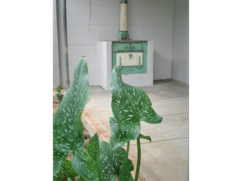 59 Perry Road, Waikerie SA 5330