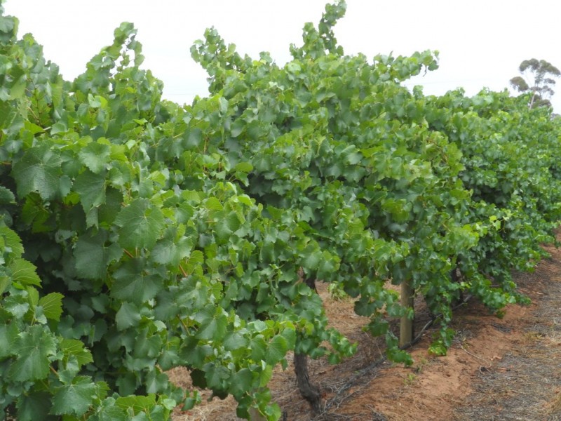 121 Goodes Road, Pyap SA 5333