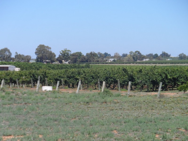 220 Anderson Road, Loxton North SA 5333