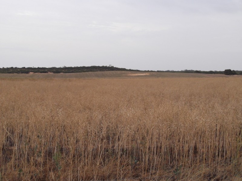 Section 28 Hundred of Kingsford, Kringin SA 5304