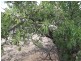 Section 28 Hundred of Kingsford, Kringin SA 5304