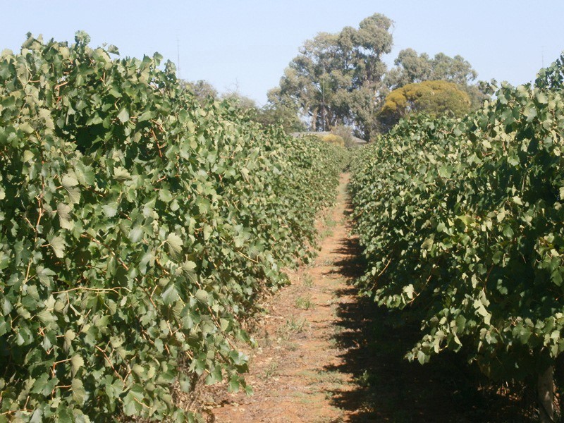 194 Cadell Valley Road, Cadell SA 5321