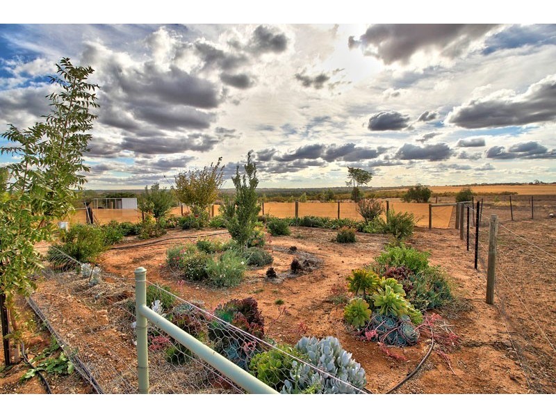 595 Morgan Road, Barmera SA 5345