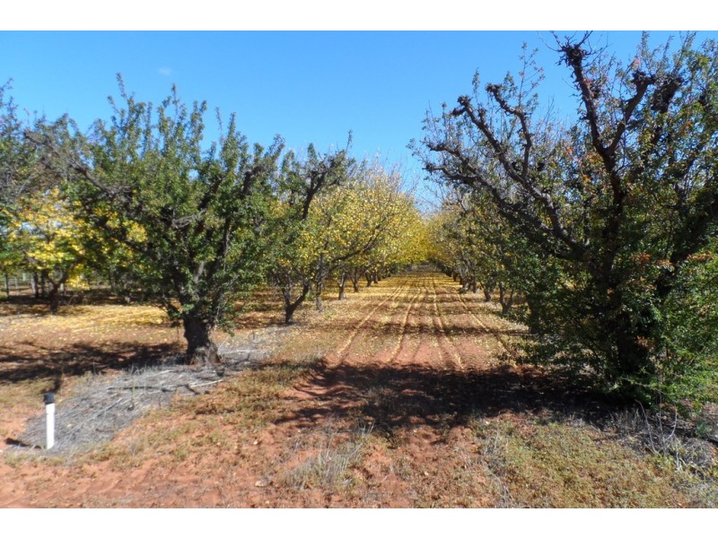 1 and 2 Tarcoola Street, Renmark SA 5341