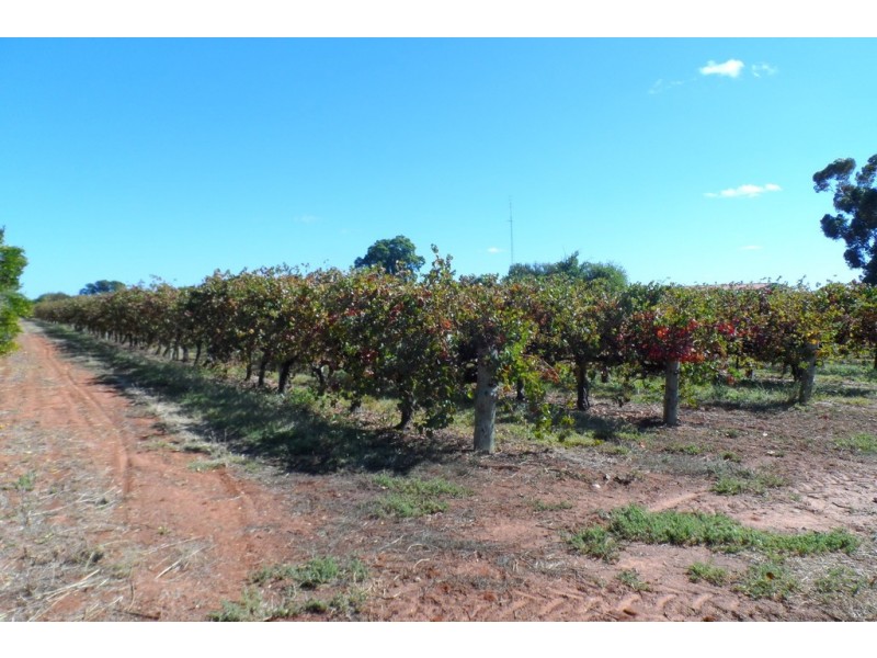 1 and 2 Tarcoola Street, Renmark SA 5341