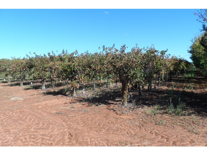 1 and 2 Tarcoola Street, Renmark SA 5341