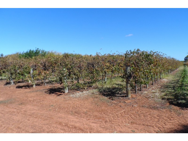 1 and 2 Tarcoola Street, Renmark SA 5341