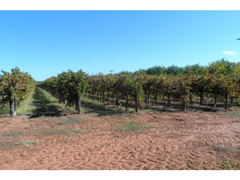 1 and 2 Tarcoola Street, Renmark SA 5341