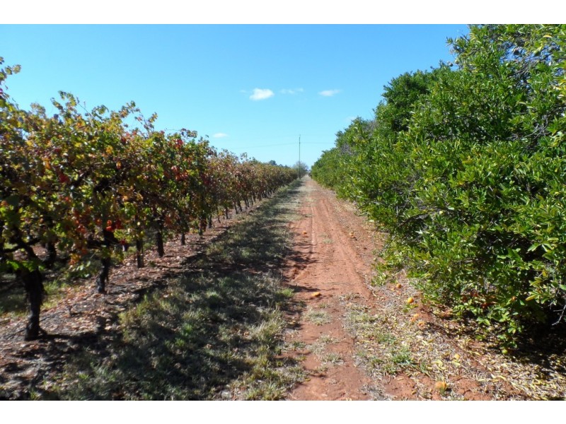 1 and 2 Tarcoola Street, Renmark SA 5341