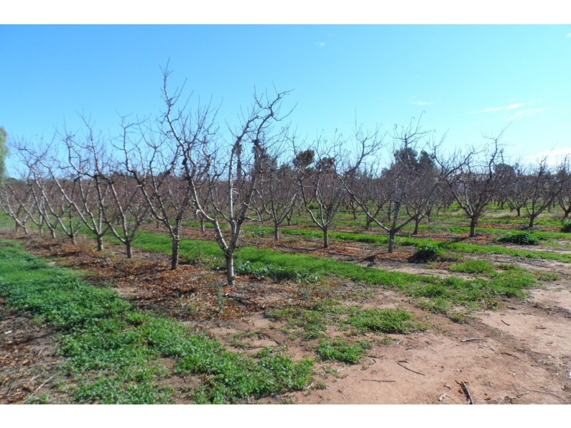 283 Kulkyne Street, Renmark SA 5341