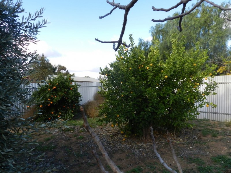 27 Bice Street, Barmera SA 5345