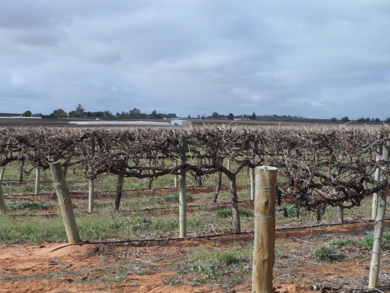 Lot 524 Balfour Ogilvy Avenue, Loxton SA 5333