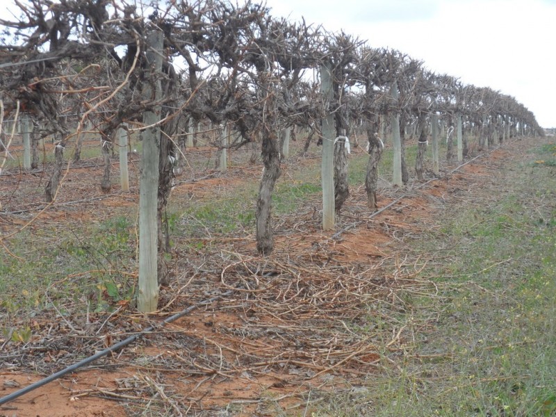 Lot 524 Balfour Ogilvy Avenue, Loxton SA 5333