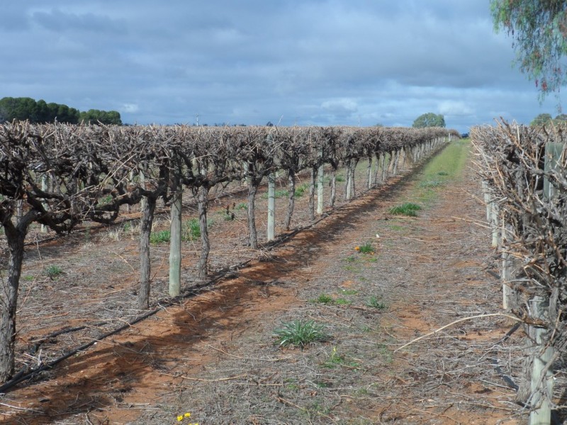 Lot 524 Balfour Ogilvy Avenue, Loxton SA 5333