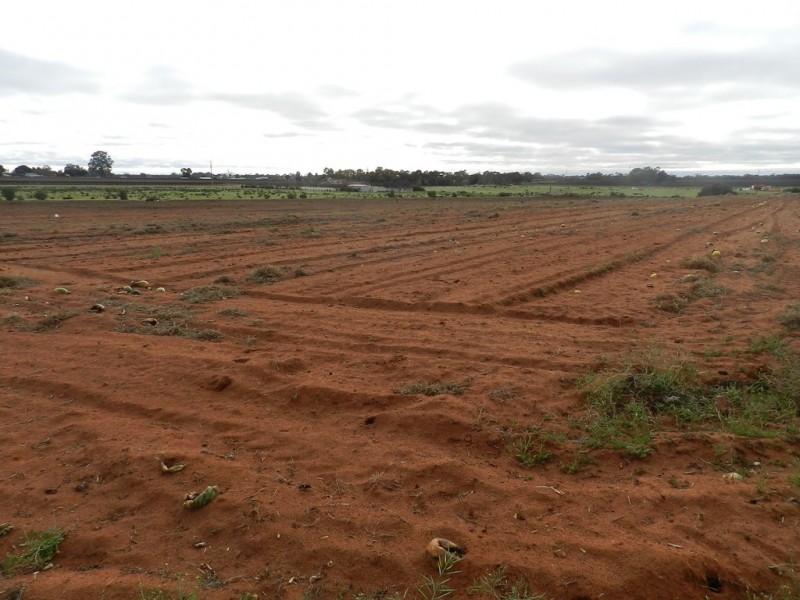 Lot 2 855 Hunt Road, Barmera SA 5345