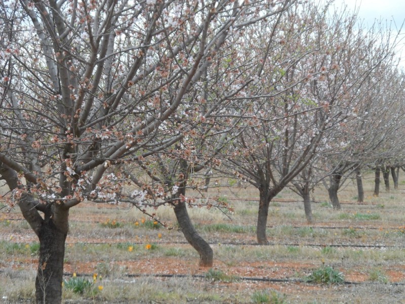 Sec 850 Gratwick Road, Loxton SA 5333