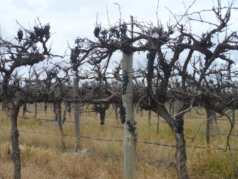 Sec 850 Gratwick Road, Loxton SA 5333