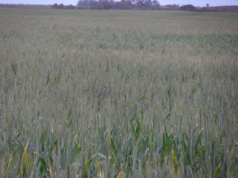 Sec 850 Gratwick Road, Loxton SA 5333