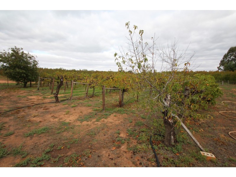 271 Kulkyne Street, Renmark SA 5341