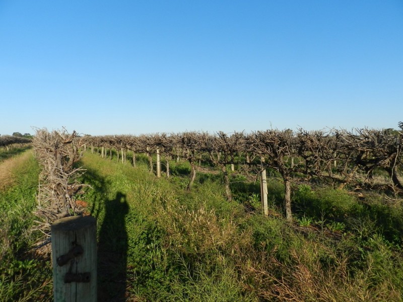 433 and 818 Hoffman Road, Loveday SA 5345