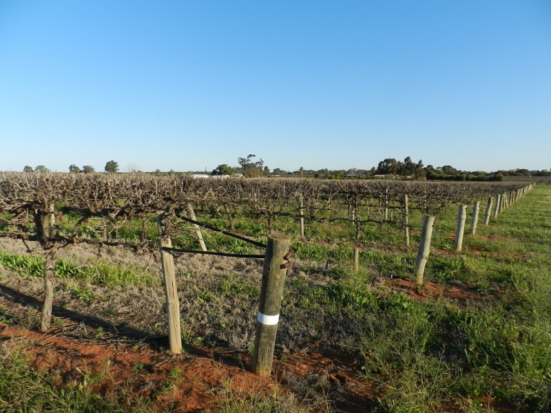 433 and 818 Hoffman Road, Loveday SA 5345