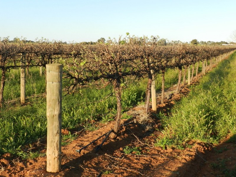 433 and 818 Hoffman Road, Loveday SA 5345