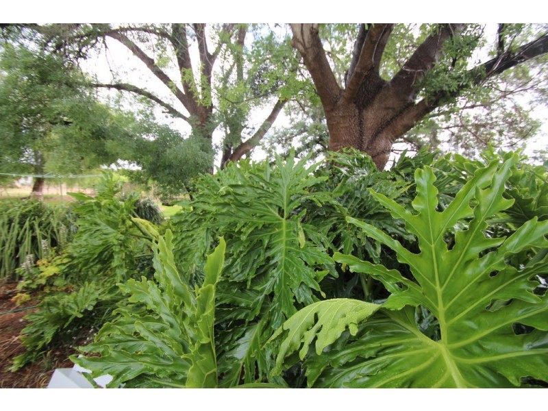 566 Bookmark Avenue, Renmark SA 5341