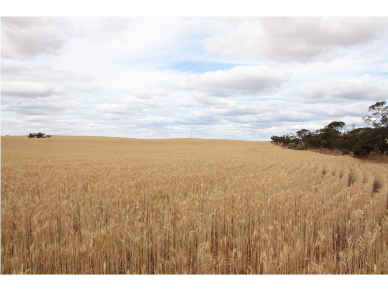 367 Viney Road, Meribah SA 5311