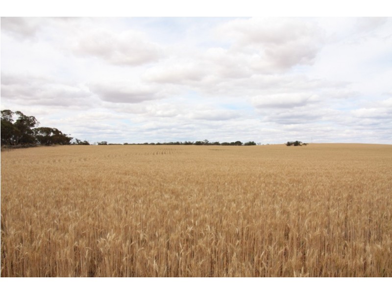 367 Viney Road, Meribah SA 5311