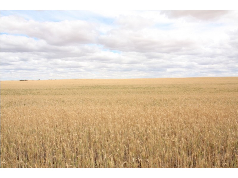 367 Viney Road, Meribah SA 5311