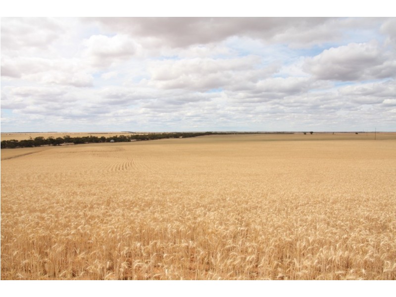 367 Viney Road, Meribah SA 5311