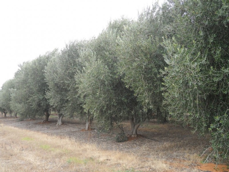 Sec 850 Gratwick Road, Loxton SA 5333