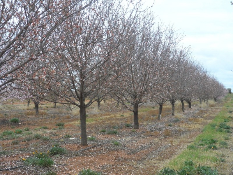 Sec 850 Gratwick Road, Loxton SA 5333