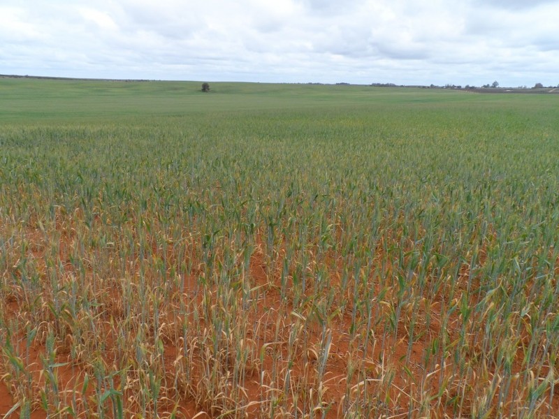 Sec 850 Gratwick Road, Loxton SA 5333