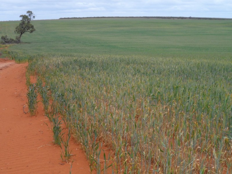 Sec 850 Gratwick Road, Loxton SA 5333