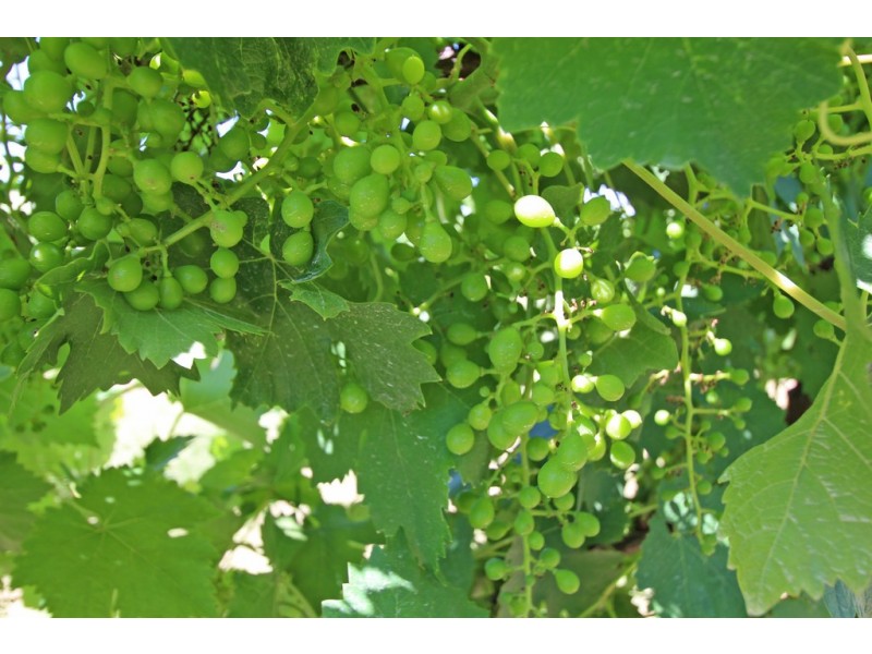 Lot 2 Kulkyne, Renmark SA 5341