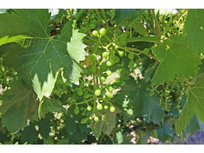 Lot 2 Kulkyne, Renmark SA 5341